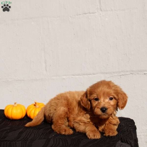 Vienna, Mini Goldendoodle Puppy